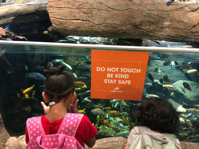 kids looking at fishes